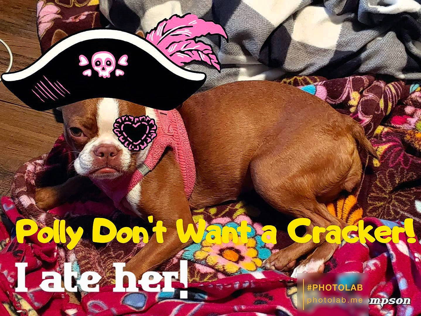 Prada is registered to the contest to win money with this photo: canidae, carnivore, companion_dog, costume_hat, dog, dog_breed, dog_clothes, dog_supply, eyewear, fawn, font, happy, hat, liver, paw, pet_supply, pink, snout, sporting_group, working_animal