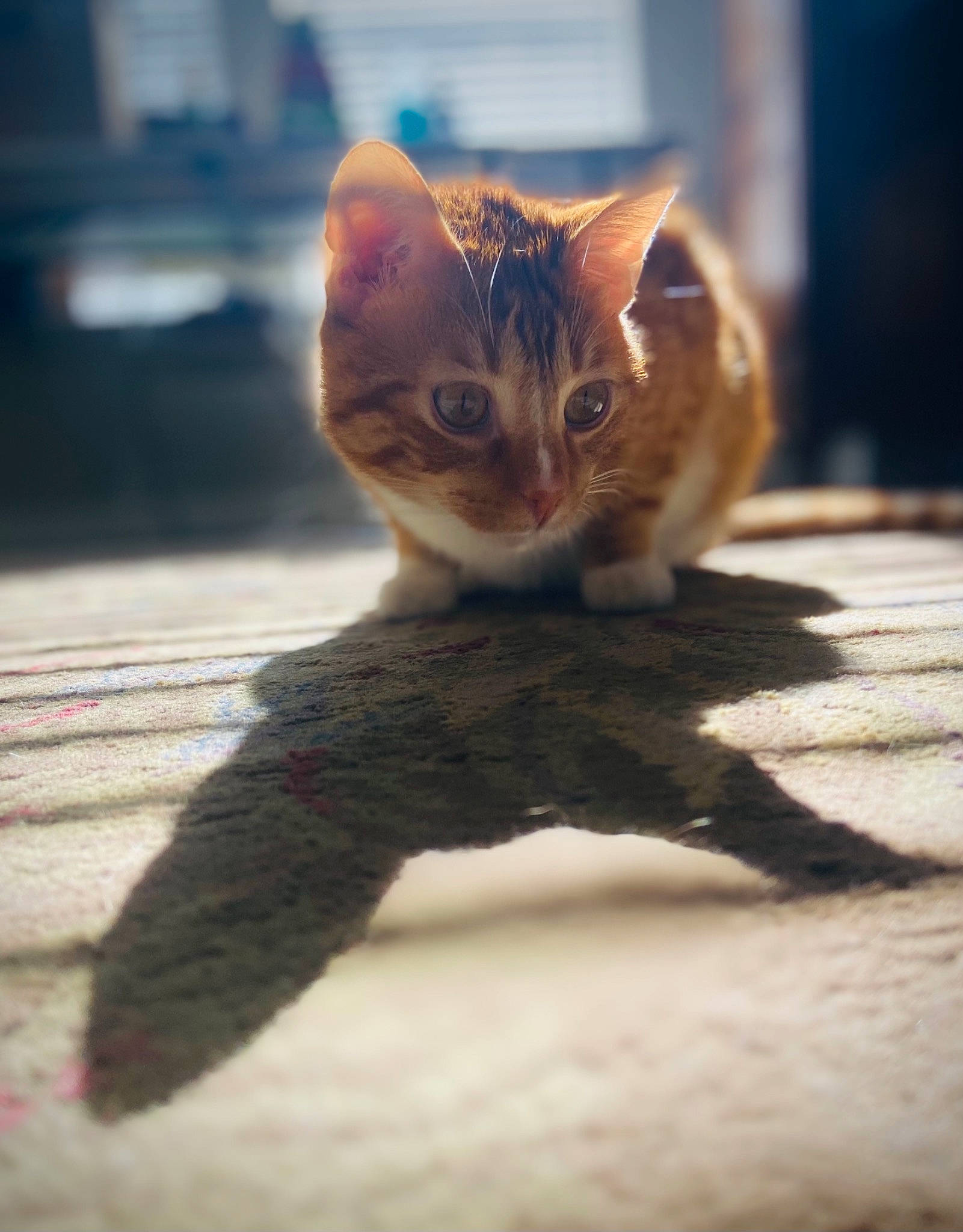 Cooper is registered to the contest to win money with this photo: carnivore, cat, claw, domestic_short_haired_cat, fawn, felidae, fur, paw, shadow, sitting, small_to_medium_sized_cats, snout, tail, terrestrial_animal, whiskers, wildlife, wood