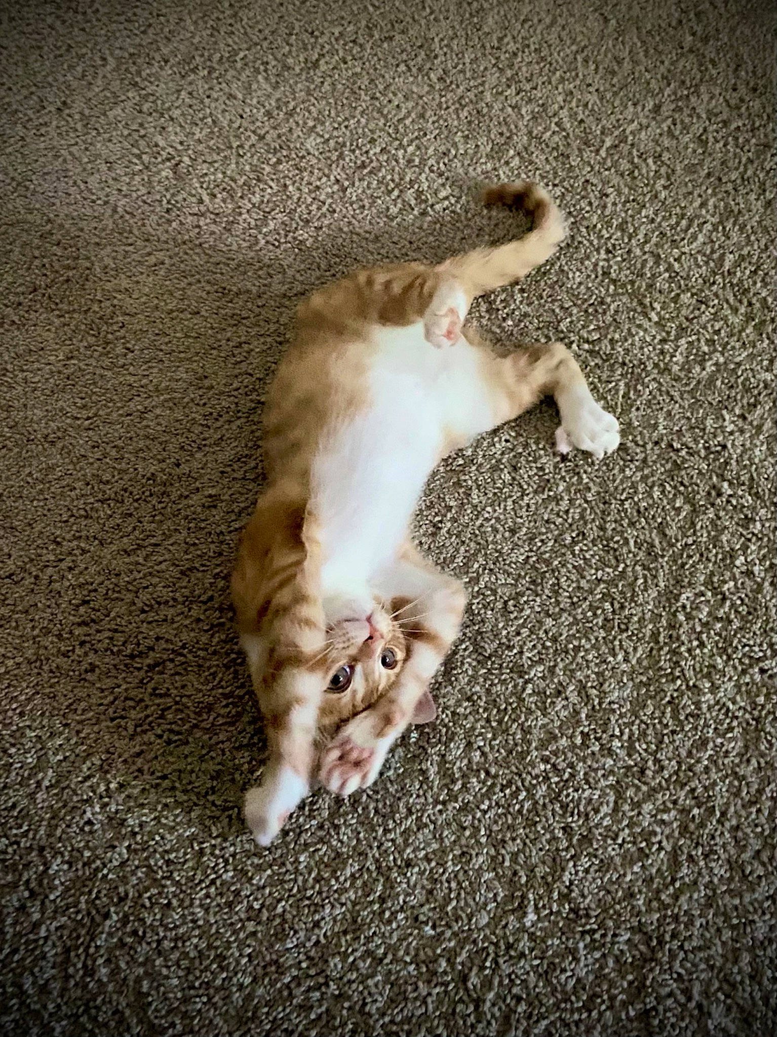 Cooper is registered to the contest to win money with this photo: canidae, carnivore, cat, claw, comfort, companion_dog, dog_breed, domestic_short_haired_cat, felidae, flooring, foot, fur, human_leg, paw, shadow, small_to_medium_sized_cats, sporting_group, tail, whiskers, wood