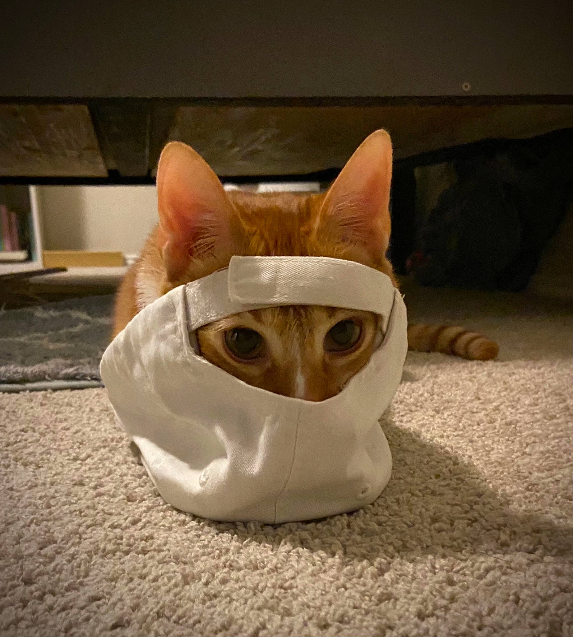 Cooper is registered to the contest to win money with this photo: artifact, carnivore, cat, creative_arts, domestic_short_haired_cat, fawn, felidae, flooring, fur, head, paw, sand, small_to_medium_sized_cats, snout, tail, whiskers, wood