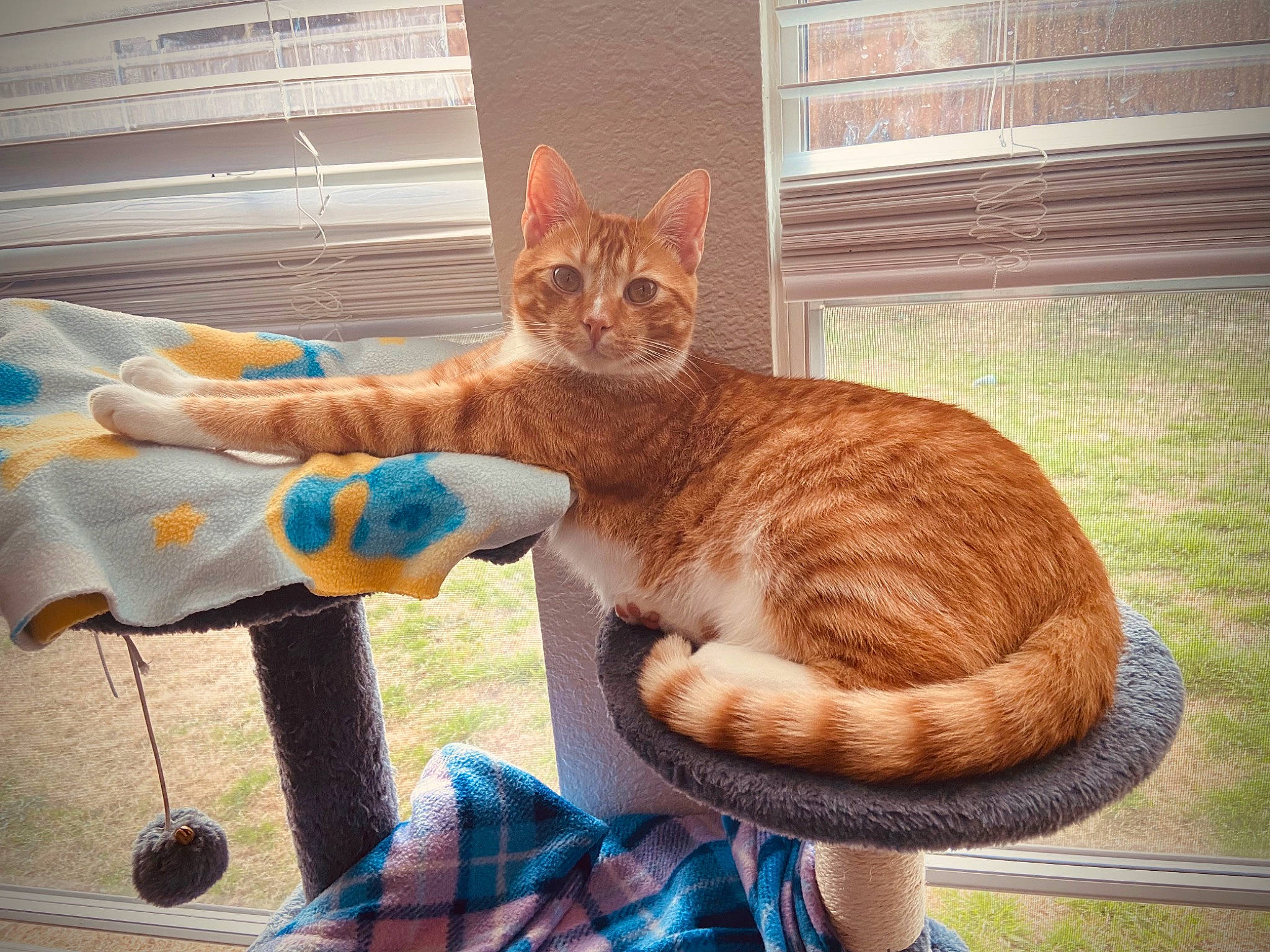 Cooper joined the competition — help win amazing prizes! carnivore, cat, chair, claw, comfort, domestic_short_haired_cat, fawn, felidae, fur, lap, metal, paw, plant, sitting, small_to_medium_sized_cats, tail, whiskers, window, window_blind, wood