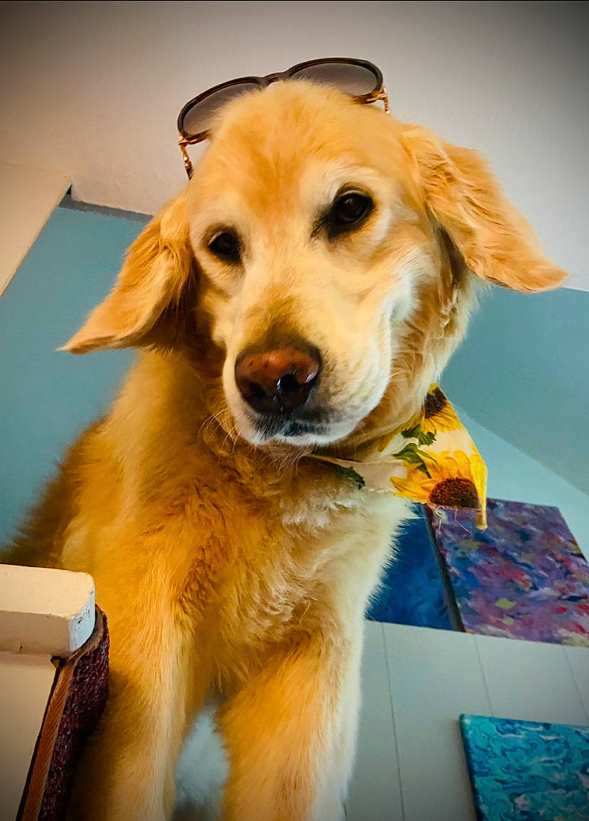 Olaf is registered to the contest to win money with this photo: canidae, carnivore, chair, companion_dog, dog, dog_breed, fawn, flooring, fur, puppy, snout, sporting_group, tree, whiskers