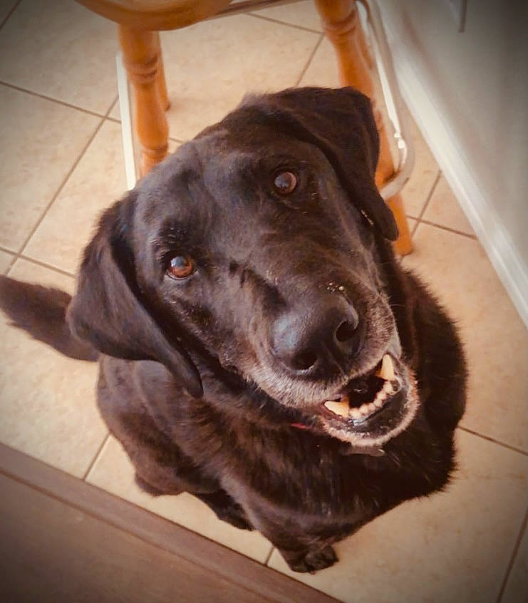 Hunter joined the competition — help win amazing prizes! carnivore, collar, companion_dog, dog, dog_breed, dog_collar, ear, fang, flooring, fur, gun_dog, liver, metal, retriever, snout, sporting_group, square, whiskers, wood, working_animal