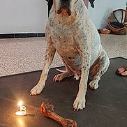 Lucky a rejoint le concours — aidez-le/la à gagner de superbes lots ! animal, birthdaycake, boxer, bulldog, cake, candle, canine, clothing, dog, festival, fire, footwear, hat, hound, pet, pitbull, plant, pointer, shoe, wood