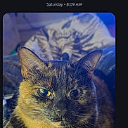 Cali joined the competition — help win amazing prizes! bed, blanket, cat, chat_bubble, close_up, cozy, domestic_cat, face, feline, fur, indoor, messaging_screenshot, pet, phone_ui, portrait, timestamp, tortoiseshell_cat, vertical_photo, whiskers, yellow_eyes