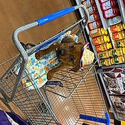 Melo joined the competition — help win amazing prizes! cart, convenience_food, convenience_store, customer, grocery_store, market, motor_vehicle, plastic, product, publication, retail, room, service, shelf, shelving, shopping, shopping_cart, toy, vehicle, wire
