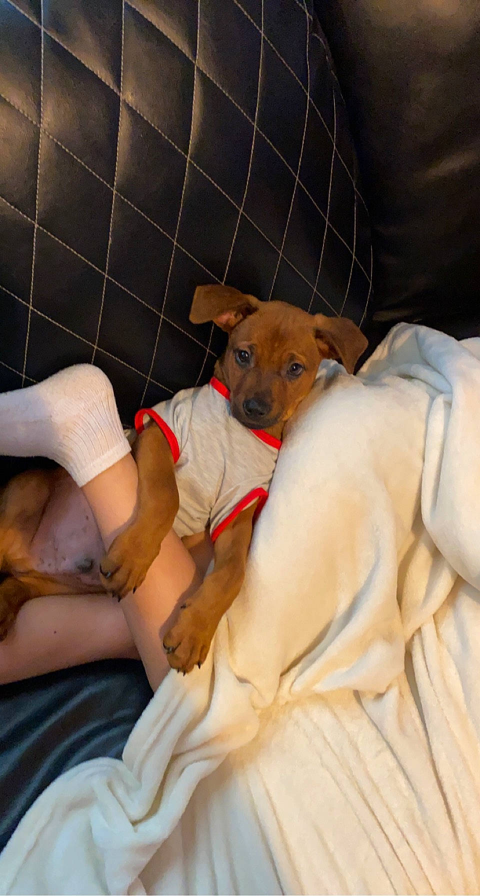 Melo is registered to the contest to win money with this photo: abdomen, barechested, carnivore, chest, comfort, companion_dog, dog, dog_breed, elbow, fawn, foot, human_leg, knee, lap, linens, room, shorts, thigh, trunk, whiskers