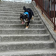 Vanïa participe au concours pour gagner de l'argent avec cette photo : animal, black_fur, blue_bandana, brown_fur, canine, concrete, daylight, dog, energetic, happy, metal, outdoor, pet, playful, railing, running, stairs, tongue, tongue_out, white_paws