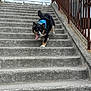 animal, black_fur, blue_bandana, brown_fur, canine, concrete, daylight, dog, energetic, happy, metal, outdoor, pet, playful, railing, running, stairs, tongue, tongue_out, white_paws