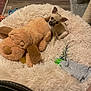 animal, chew_toy, cozy, curious, cute, dog_bed, floor, furry, indoor, pet, pet_bed, plush, puppy, resting, rope_toy, small_dog, soft, stuffed_toy, toy, wood_floor