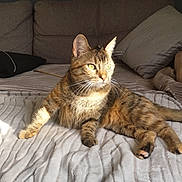 Poison a rejoint le concours — aidez-le/la à gagner de superbes lots ! animal, bed, blanket, cat, couch, cozy, cute, domestic, feline, fur, indoor, mammal, pet, pillow, relaxed, resting, striped, sunlight, tabby, whiskers