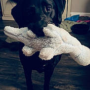 Charlie joined the competition — help win amazing prizes! dog, black_dog, stuffed_toy, toy, indoor, wooden_floor, pet, animal, playful, cute, pet_toy, living_room, fur, canine, happy, domestic_animal, tail, floor, cabinet, blur
