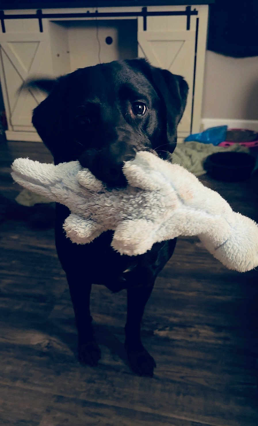Charlie