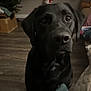 dog, black_dog, indoor, wooden_floor, curious, pet, animal, close_up, face, ears, eyes, fur, household, blanket, couch, background, living_room, domestic, companion, portrait