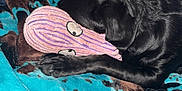Charlie is registered to the contest to win money with this photo: dog, black_dog, tan_dog, blanket, plush_toy, indoor, resting, cozy, pet, animal, fur, sleeping, comfort, bed, fabric, canine, cute, playful, relaxed, napping