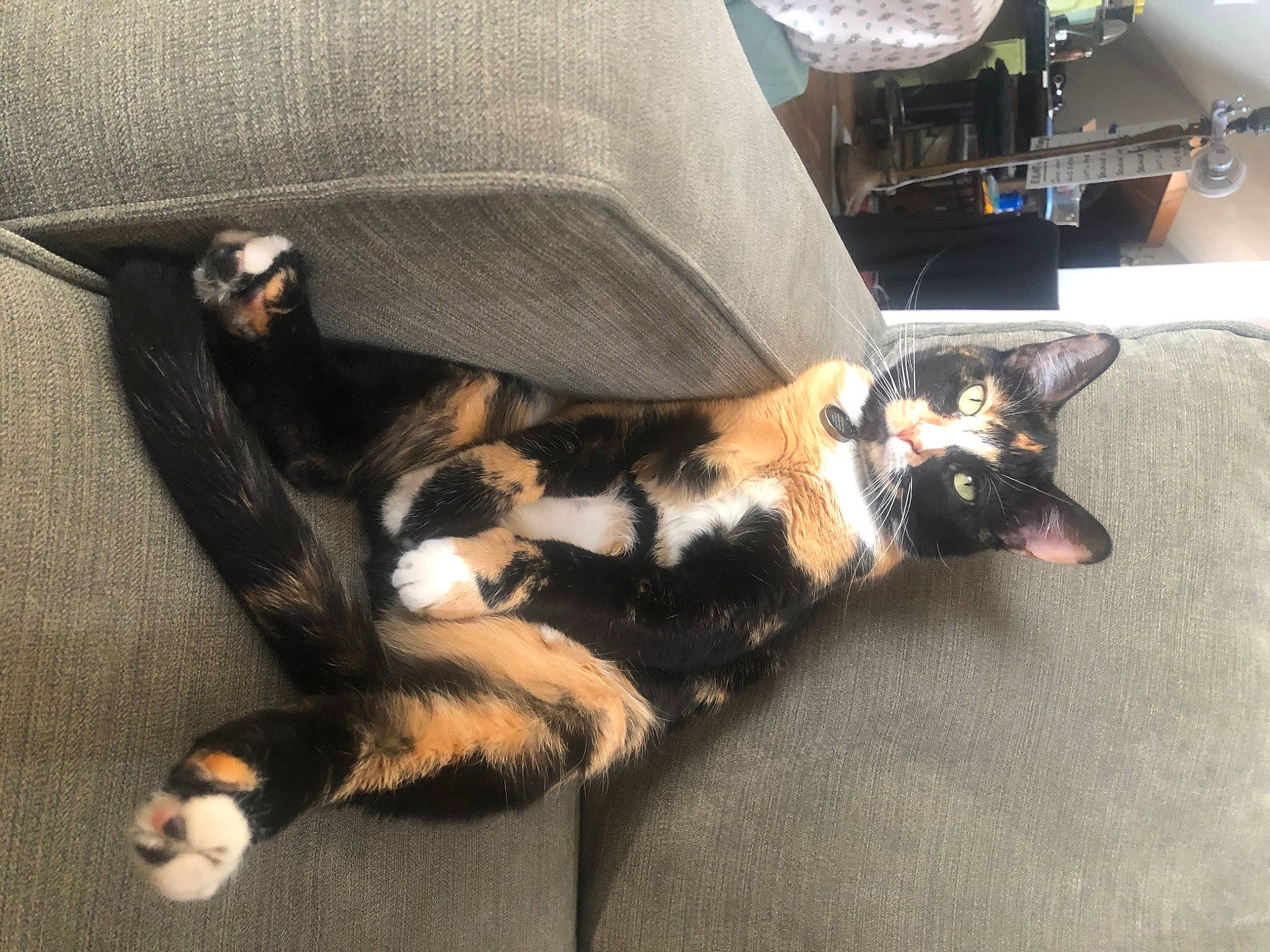 Gabby is registered to the contest to win money with this photo: auto_part, canidae, carnivore, cat, claw, comfort, companion_dog, dog_breed, felidae, fur, paw, small_to_medium_sized_cats, snout, sporting_group, tail, whiskers