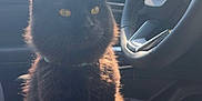Bowser is registered to the contest to win money with this photo: animal, black_cat, car, car_interior, cat, collar, daylight, domestic_animal, feline, fluffy, indoor, pet, seat, shadow, sitting, steering_wheel, sunlight, vehicle, window, yellow_eyes