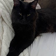 Bowser joined the competition — help win amazing prizes! animal, bed, black_cat, blanket, cat, couch, cozy, domestic_animal, ears, feline, fur, green_eyes, indoor, penguin_plush, pet, plush_toy, relaxed, resting, soft_texture, whiskers