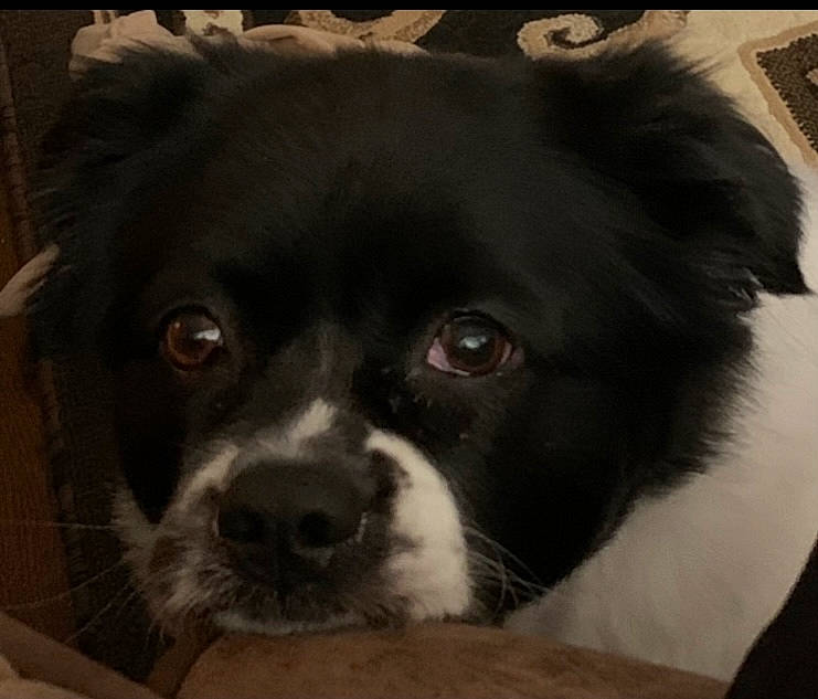 Emerald is registered to the contest to win money with this photo: bored, canidae, carnivore, companion_dog, dog, dog_breed, dog_supply, fur, liver, non_sporting_group, puppy, snout, sporting_group, terrestrial_animal, toy_dog, whiskers, working_animal