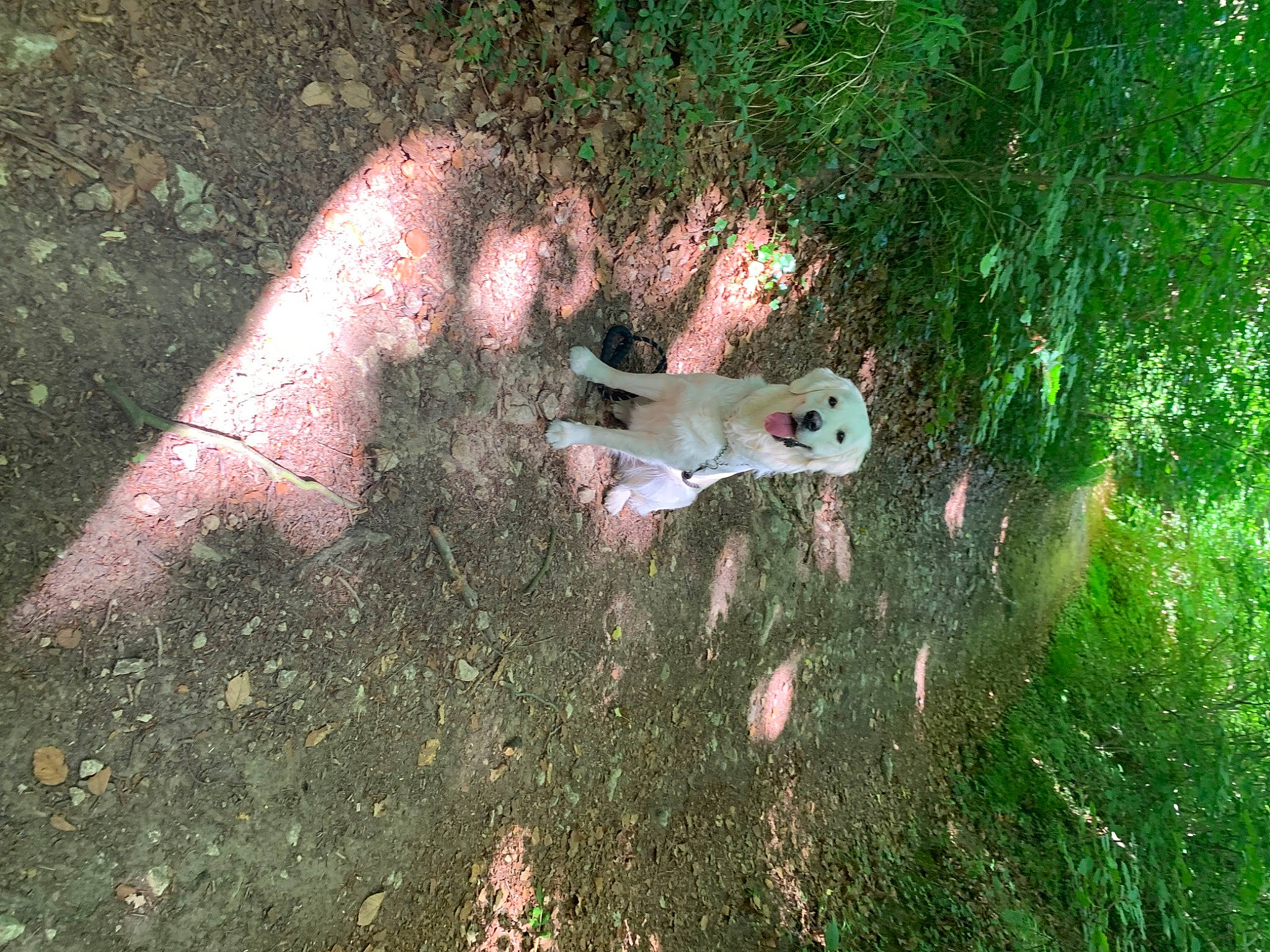 Nella participe au concours pour gagner de l'argent avec cette photo : fawn, flesh, foot, fun, grass, grassland, human_leg, landscape, leisure, organism, people_in_nature, plant, shadow, shrub, soil, tail, thigh, toy, tree, wildlife
