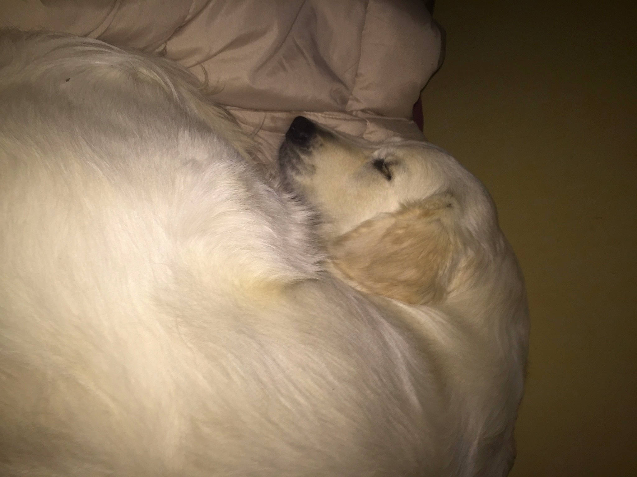 Nella a rejoint le concours — aidez-le/la à gagner de superbes lots ! canidae, carnivore, cloud, comfort, companion_dog, dog, dog_breed, felidae, fur, golden_retriever, nap, non_sporting_group, paw, sleep, small_to_medium_sized_cats, snout, sporting_group, tail, whiskers, wood