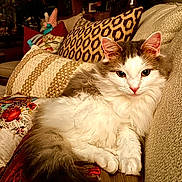 Gracie is registered to the contest to win money with this photo: cat, kitten, fluffy, white_and_brown, longhaired, pet, animal, face, ears, eyes, whiskers, paws, sitting, lounging, couch, sofa, cushions, indoor, home, portrait
