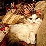 cat, kitten, fluffy, white_and_brown, longhaired, pet, animal, face, ears, eyes, whiskers, paws, sitting, lounging, couch, sofa, cushions, indoor, home, portrait