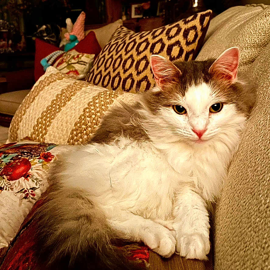 Gracie is registered to the contest to win money with this photo: cat, kitten, fluffy, white_and_brown, longhaired, pet, animal, face, ears, eyes, whiskers, paws, sitting, lounging, couch, sofa, cushions, indoor, home, portrait