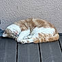 Ogan participe au concours pour gagner de l'argent avec cette photo : cat, sleeping, ginger_cat, white_cat, curled_up, outdoor, deck, wooden_floor, fur, resting, pet, animal, relaxed, cozy, quiet, peaceful, domestic_cat, whiskers, paws, tail