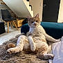 animal, blanket, cat, chair, cozy, cute, fluffy, fur, furniture, home, indoor, living_room, looking_at_camera, orange_cat, pet, relaxed, resting, stairs, white_cat, wooden_box