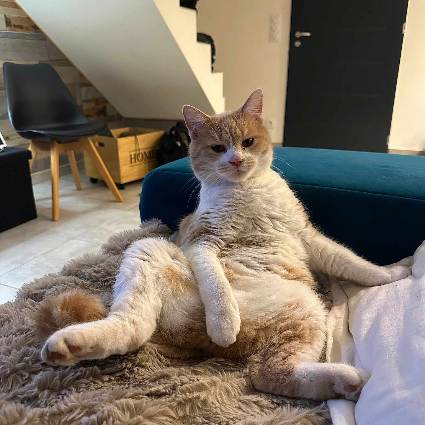 Ogan a rejoint le concours — aidez-le/la à gagner de superbes lots ! animal, blanket, cat, chair, cozy, cute, fluffy, fur, furniture, home, indoor, living_room, looking_at_camera, orange_cat, pet, relaxed, resting, stairs, white_cat, wooden_box