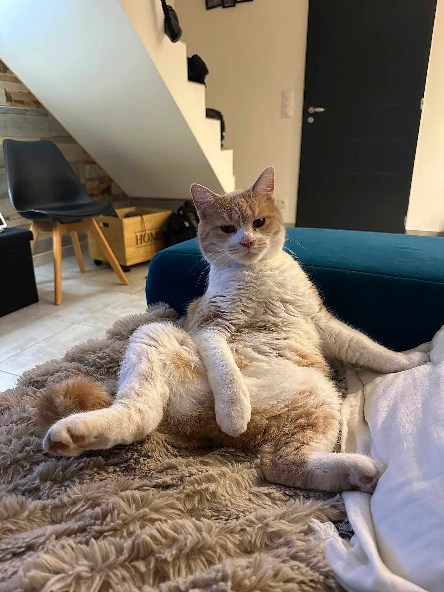 Ogan a rejoint le concours — aidez-le/la à gagner de superbes lots ! cat, orange_cat, white_cat, fluffy, relaxed, indoor, blanket, furniture, chair, stairs, wooden_box, home, pet, animal, cozy, fur, cute, resting, looking_at_camera, living_room