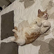 Ogan a rejoint le concours — aidez-le/la à gagner de superbes lots ! cat, bed, pillow, orange_and_white, feline, relaxed, indoor, pet, sleepy, fluffy, cute, animal, domestic, cozy, lying_down, soft, comfortable, resting, whiskers, ears