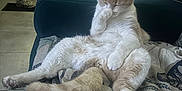 Ogan a rejoint le concours — aidez-le/la à gagner de superbes lots ! cat, feline, pet, indoor, couch, blanket, paw, sitting, relaxed, beige, white, tail, fur, cozy, home, handbag, door, shoes, floor, window