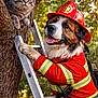 dog, cat, firefighter, fireman_hat, ladder, tree, outdoor, animal_rescue, costume, pet, nature, greenery, furry, alert, rescue, animal, canine, feline, playful, sunlight