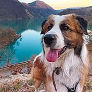 Scar a rejoint le concours — aidez-le/la à gagner de superbes lots ! animal, canine, collar, dog, fur, grass, happy, lake, landscape, mountain, nature, outdoor, pet, reflection, scenery, sky, sunset, tongue, tree, water