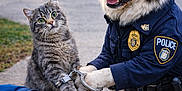 Scar participe au concours pour gagner de l'argent avec cette photo : animal, arrest, bag, brown_fur, cat, costume, daytime, dog, dog_treats, funny, gray_fur, green_eyes, handcuffs, law_enforcement, outdoor, pet, police_car, police_uniform, sidewalk, street