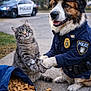dog, cat, police_uniform, handcuffs, police_car, sidewalk, dog_treats, bag, outdoor, animal, funny, costume, pet, law_enforcement, arrest, brown_fur, gray_fur, green_eyes, street, daytime