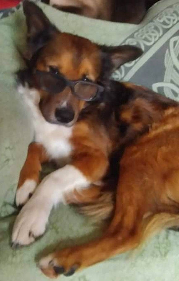 Gwada a rejoint le concours — aidez-le/la à gagner de superbes lots ! canidae, carnivore, comfort, companion_dog, dog, dog_breed, fawn, fur, puppy, snout, sporting_group, terrestrial_animal, toy_dog, whiskers, working_animal, working_dog