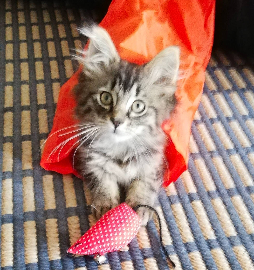 Luna participe au concours pour gagner de l'argent avec cette photo : asian, carnivore, cat, claw, domestic_long_haired_cat, domestic_short_haired_cat, european_shorthair, felidae, fur, kitten, maine_coon, mammal, norwegian_forest_cat, pixie_bob, polydactyl_cat, ragamuffin, siberian, small_to_medium_sized_cats, tabby_cat, whiskers