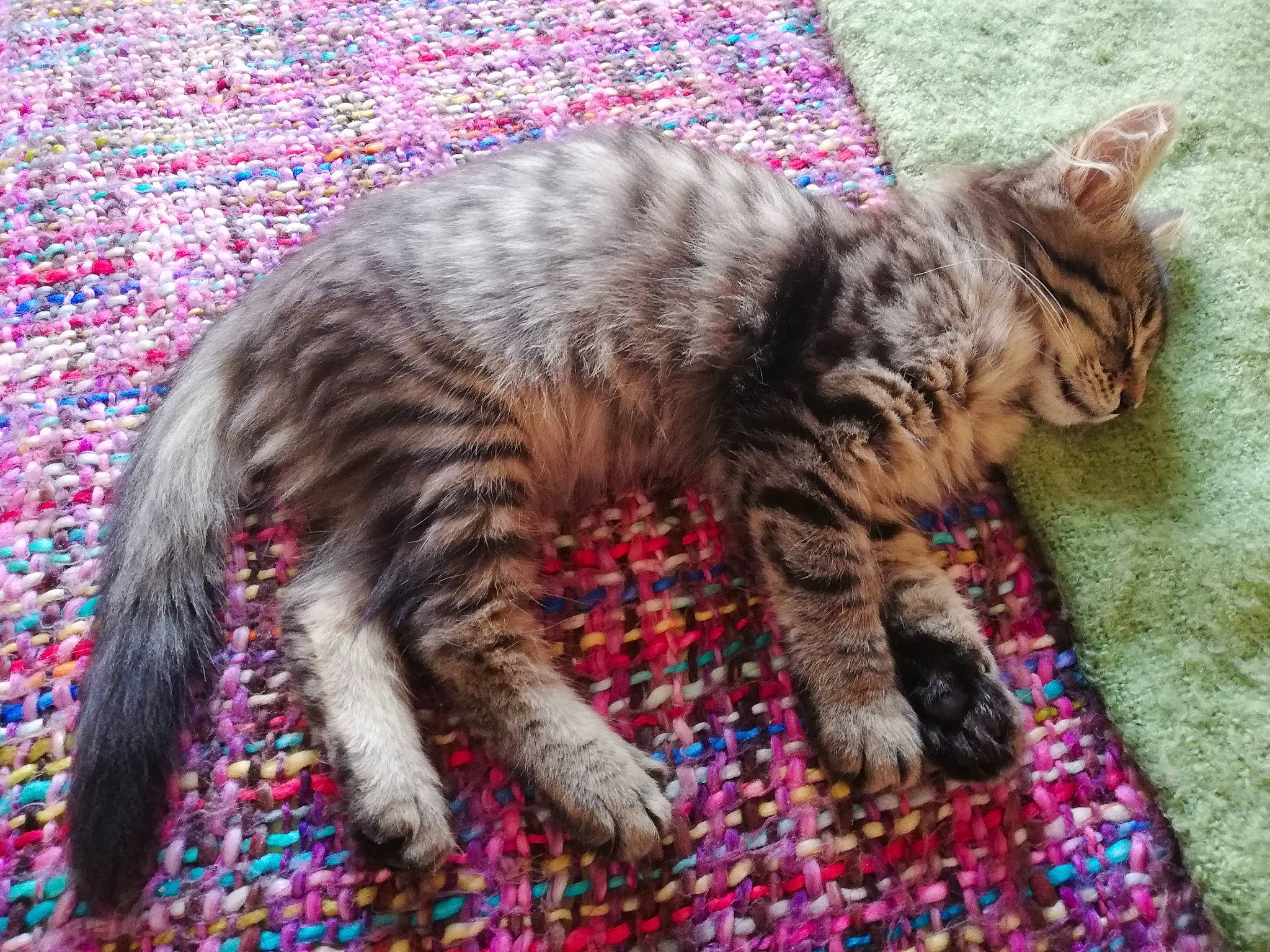 Luna participe au concours pour gagner de l'argent avec cette photo : american_bobtail, asian, california_spangled, carnivore, cat, domestic_short_haired_cat, dragon_li, european_shorthair, felidae, fur, german_rex, kitten, mammal, pixie_bob, small_to_medium_sized_cats, tabby_cat, tail, toyger, whiskers