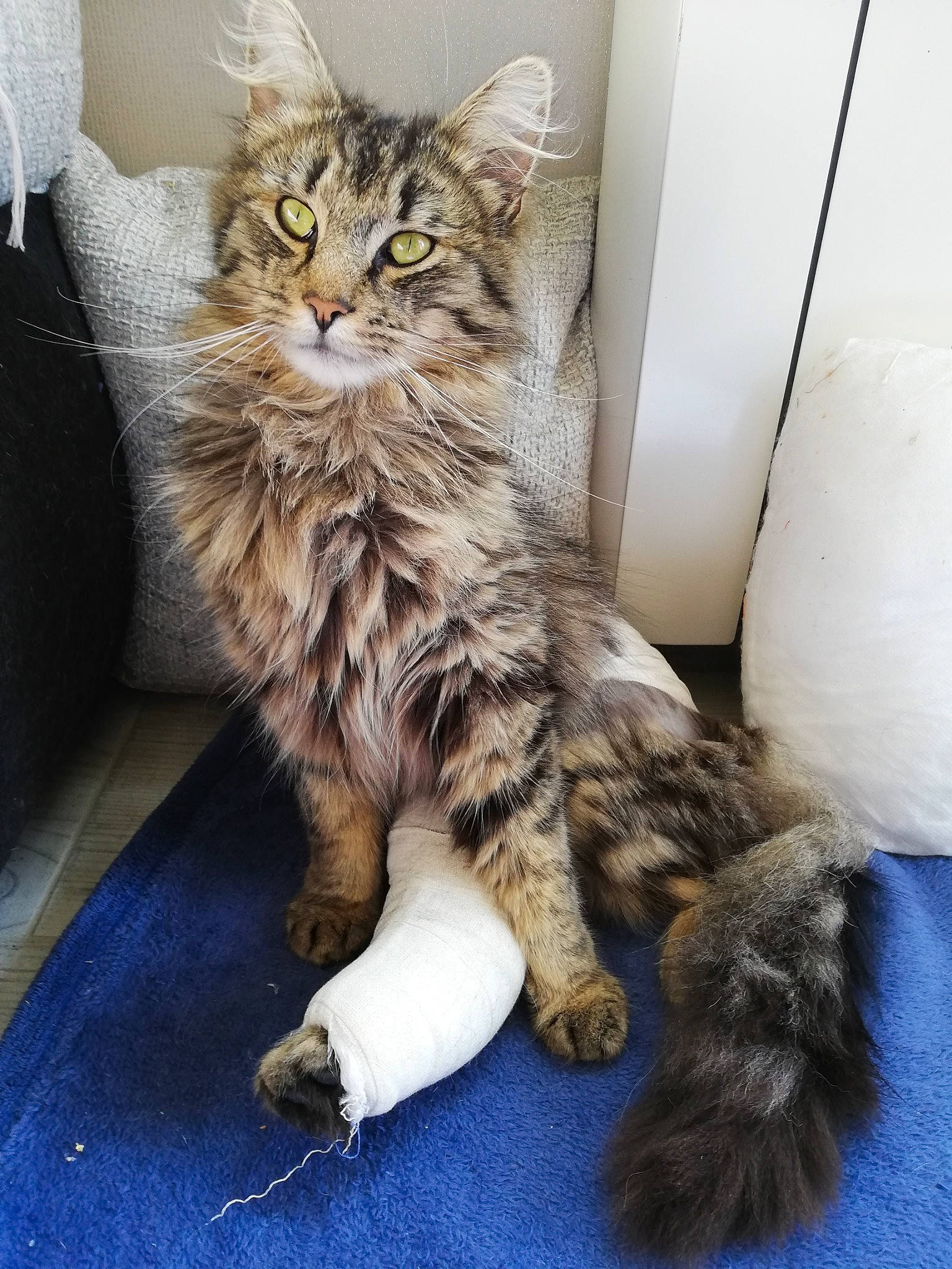 Judas participe au concours pour gagner de l'argent avec cette photo : british_semi_longhair, carnivore, cat, domestic_long_haired_cat, domestic_short_haired_cat, dragon_li, european_shorthair, felidae, fur, kitten, maine_coon, mammal, norwegian_forest_cat, pixie_bob, siberian, small_to_medium_sized_cats, tabby_cat, vertebrate, whiskers, wild_cat