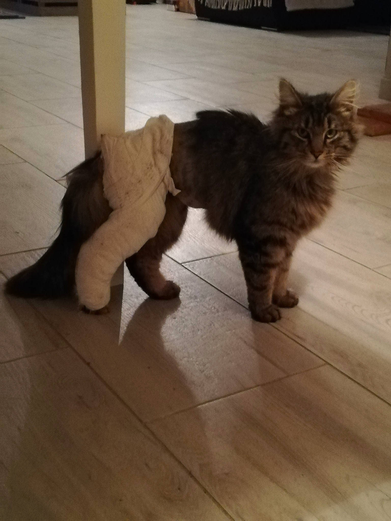 Judas participe au concours pour gagner de l'argent avec cette photo : brown, carnivore, cat, domestic_long_haired_cat, domestic_short_haired_cat, european_shorthair, felidae, floor, flooring, fur, hardwood, laminate_flooring, maine_coon, mammal, norwegian_forest_cat, small_to_medium_sized_cats, tail, whiskers, wood, wood_flooring