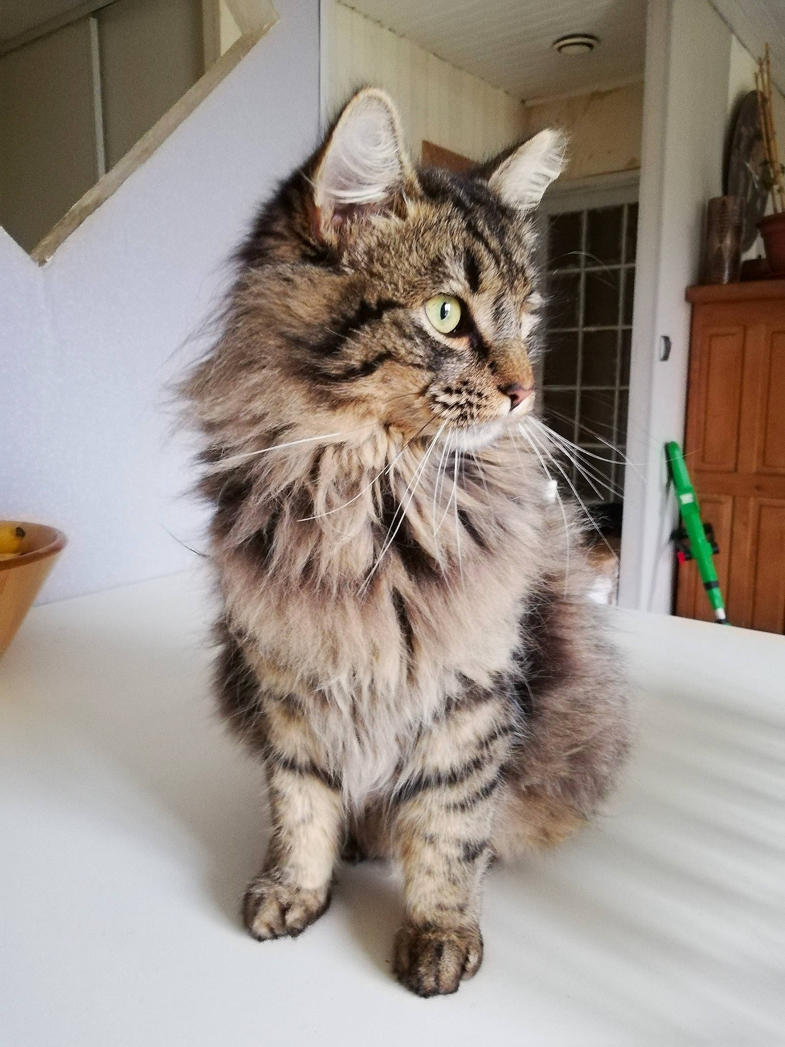 Judas participe au concours pour gagner de l'argent avec cette photo : american_curl, asian_semi_longhair, british_semi_longhair, carnivore, cat, cymric, domestic_long_haired_cat, dragon_li, european_shorthair, felidae, kitten, kurilian_bobtail, maine_coon, mammal, norwegian_forest_cat, siberian, small_to_medium_sized_cats, tabby_cat, vertebrate, whiskers