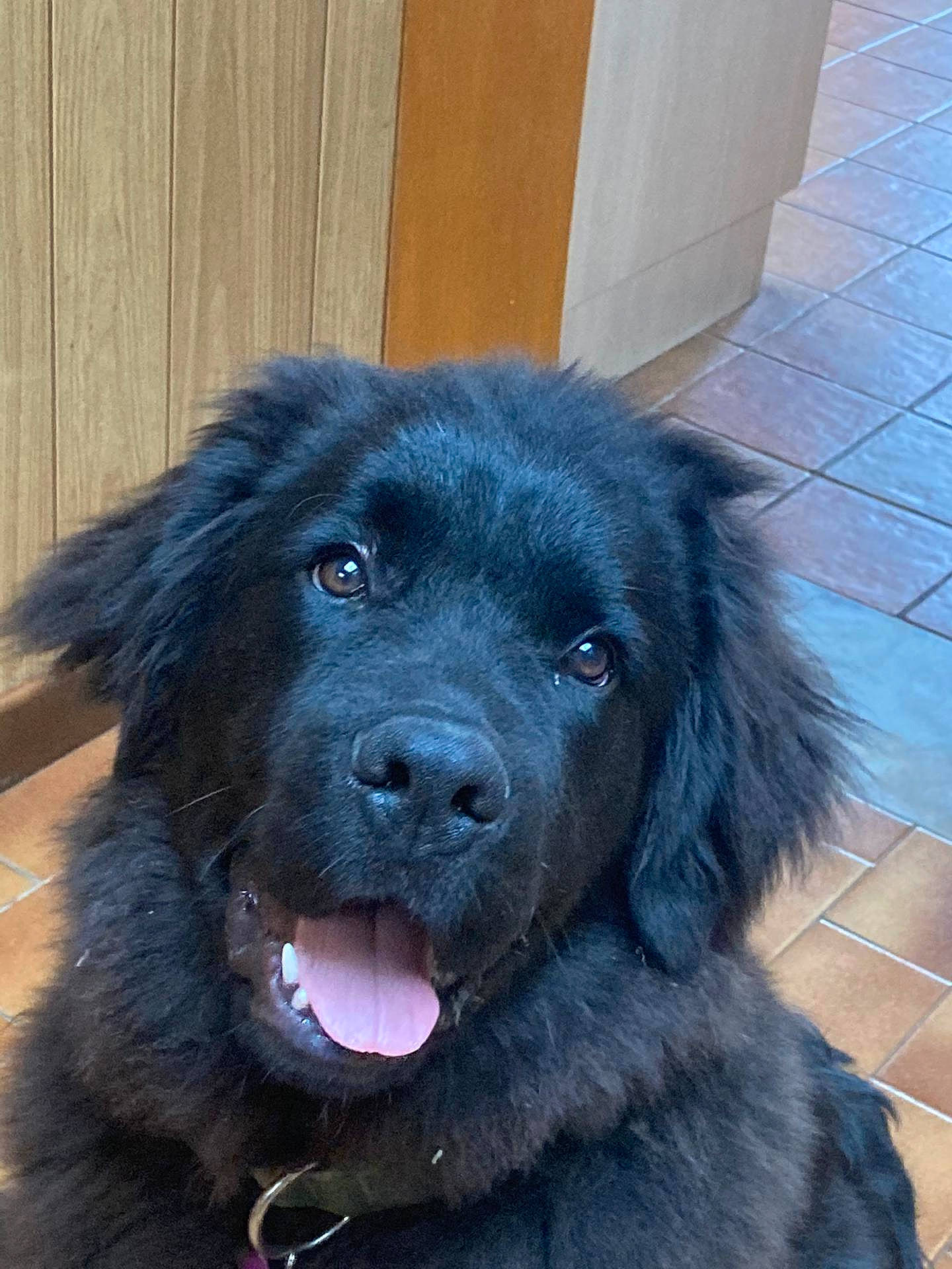 Rio participe au concours pour gagner de l'argent avec cette photo : ancient_dog_breeds, borador, canidae, carnivore, companion_dog, dog, dog_breed, dog_collar, electric_blue, fur, liver, non_sporting_group, puppy, snout, sporting_group, terrestrial_animal, tile_flooring, whiskers, working_animal, working_dog