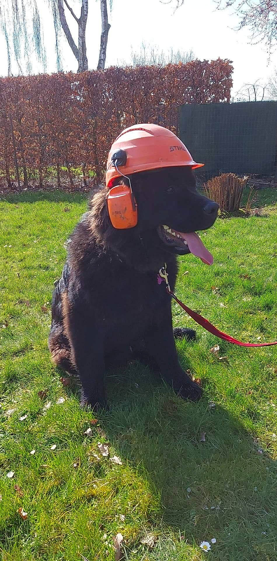 Rio participe au concours pour gagner de l'argent avec cette photo : canidae, carnivore, collar, companion_dog, dog, dog_breed, dog_collar, fashion_accessory, grass, helmet, leash, liver, personal_protective_equipment, pet_supply, plant, recreation, snout, sporting_group, tree, working_animal