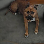 Ceecee is registered to the contest to win money with this photo: animal, brown_dog, canine, carpet, companion, dog, domestic_animal, ears_up, floor, fur, indoor, laying_down, looking_up, mammal, paw, pet, portrait, relaxed, snout, white_patch