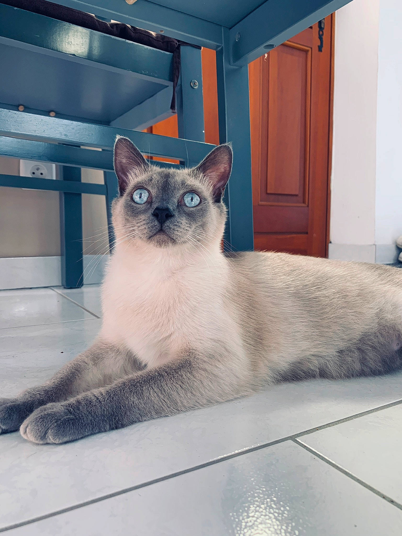 Pinceau a rejoint le concours — aidez-le/la à gagner de superbes lots ! blue, carnivore, cat, domestic_short_haired_cat, door, fawn, felidae, fixture, fur, line, paint, rectangle, siamese, small_to_medium_sized_cats, snout, tail, terrestrial_animal, thai, whiskers, window