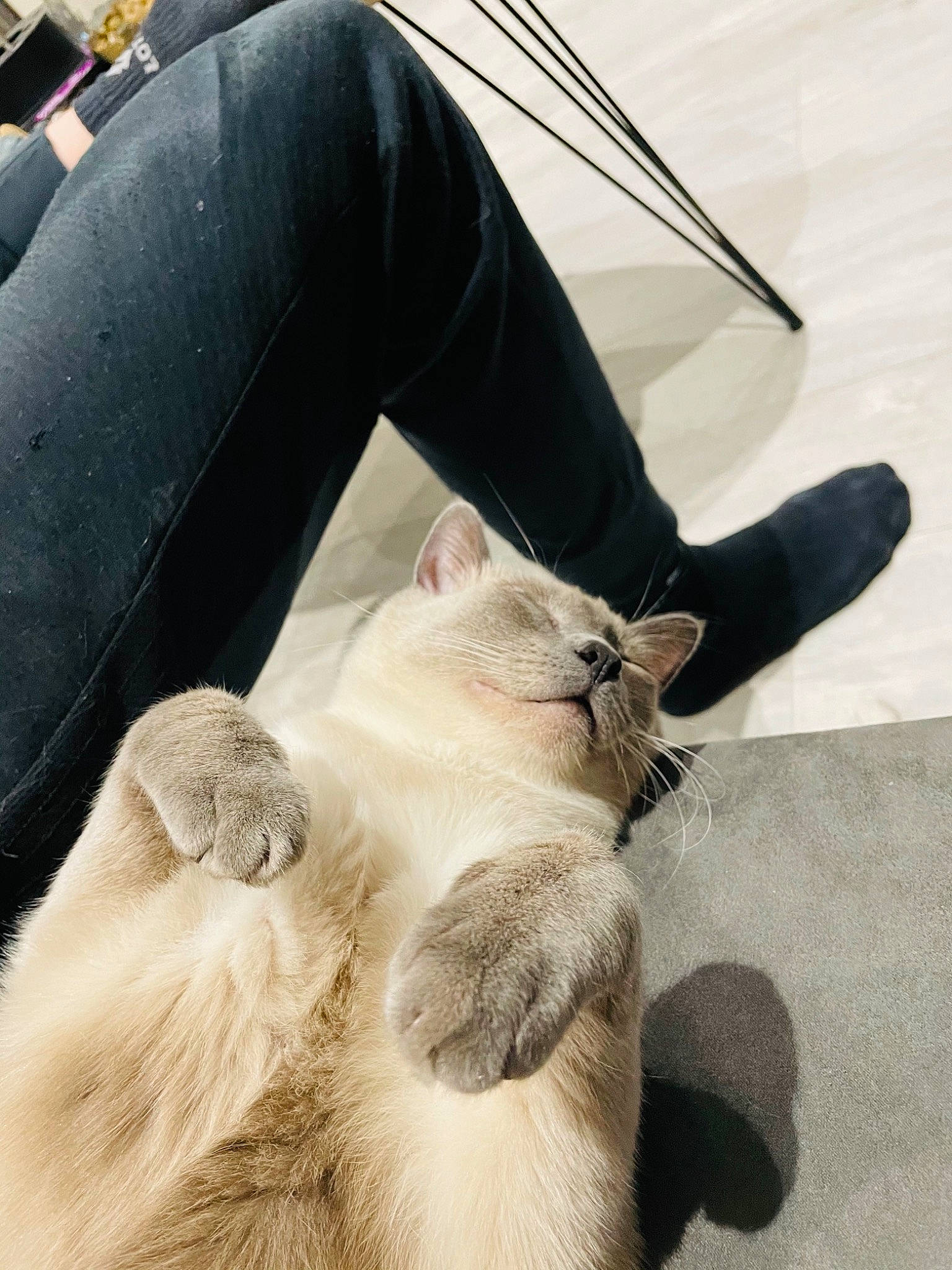 Pinceau a rejoint le concours — aidez-le/la à gagner de superbes lots ! carnivore, chair, comfort, companion_dog, couch, dog_breed, fawn, felidae, flooring, foot, fur, human_leg, knee, leg, small_to_medium_sized_cats, snout, tail, terrestrial_animal, thigh, whiskers