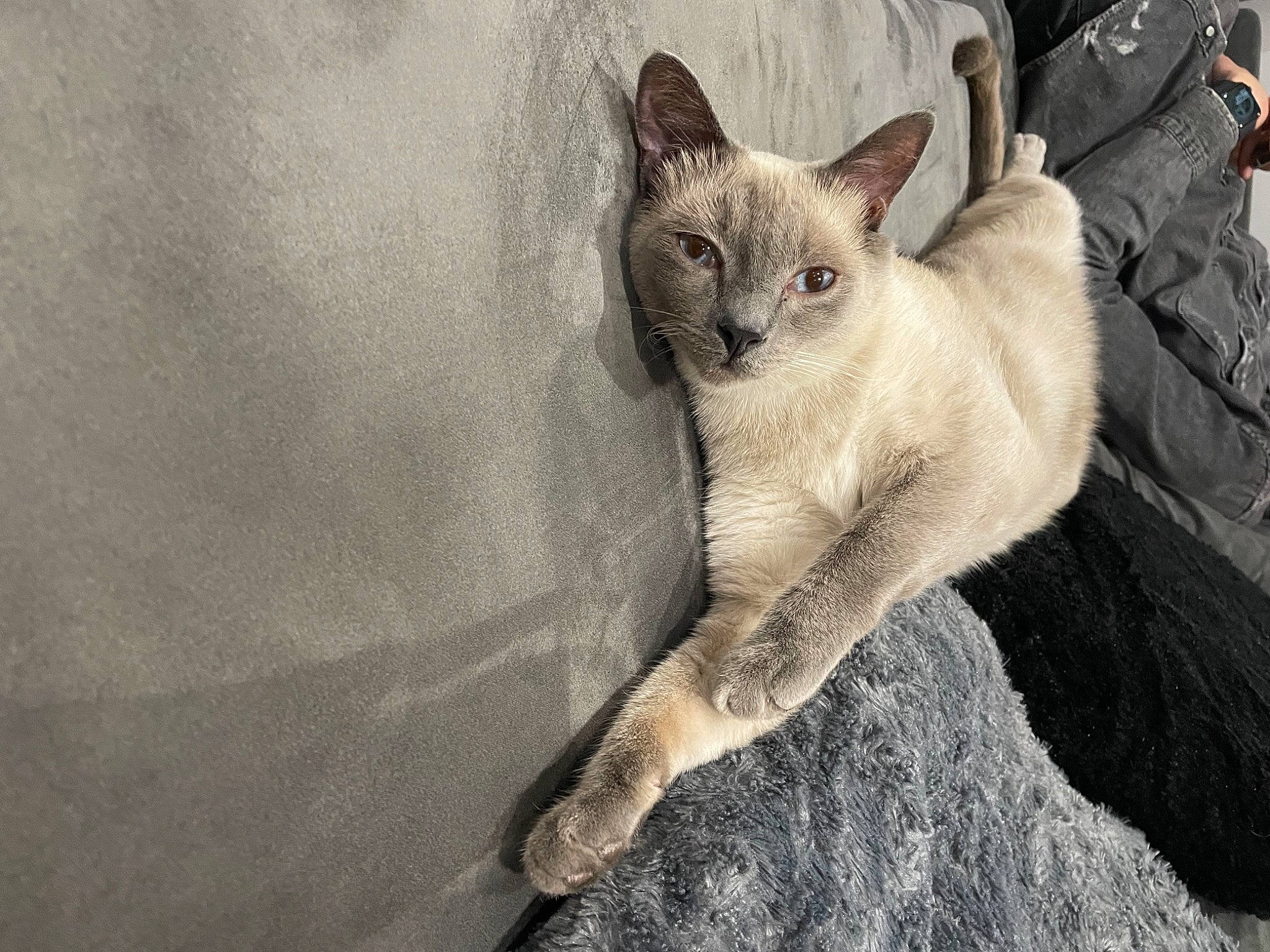 Pinceau a rejoint le concours — aidez-le/la à gagner de superbes lots ! bag, carnivore, cat, claw, comfort, domestic_short_haired_cat, fawn, felidae, fur, grey, nap, paw, sitting, small_to_medium_sized_cats, snout, tail, terrestrial_animal, thai, whiskers, wildlife